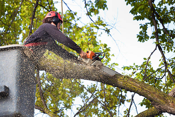 Best Tree Preservation Services  in Oak Hill, WV